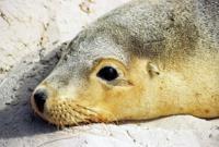© Copyright - Raphael Kessler 2011 - Australia - Kangaroo Island Seal
