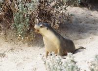 © Copyright Raphael Kessler - Australia - Seal Pup