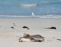 © Copyright - Raphael Kessler 2011 - Australia - Kangaroo Island Seal