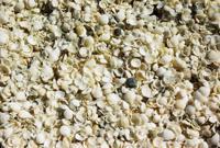 © Copyright Raphael Kessler - Australia - Shells