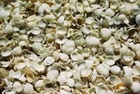 © Copyright Raphael Kessler - Australia - Shells1