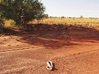 © Copyright Raphael Kessler - Australia - Snake 21