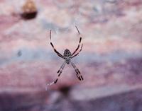 © Copyright Raphael Kessler - Australia - Spider1