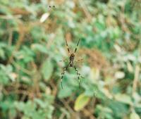 © Copyright Raphael Kessler - Australia - Spider2