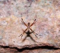 © Copyright - Raphael Kessler - Australia  - Spider