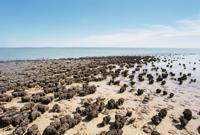 © Copyright - Raphael Kessler 2011 - Stromatalites