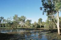 © Copyright Raphael Kessler - Australia - Swampy