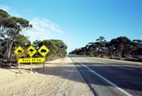 © Copyright - Raphael Kessler 2011 - Triple Sign Forest