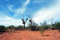 © Copyright Raphael Kessler - Australia - Tyre tree