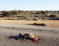 © Copyright - Raphael Kessler 2011 - Australia - Cape Le Grand - Friendly wallaby