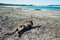 © Copyright - Raphael Kessler 2011 - Australia - Cape Le Grand - Friendly wallaby