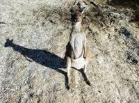 © Copyright - Raphael Kessler 2011 - Australia - Cape Le Grand - Friendly wallaby