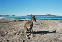 © Copyright - Raphael Kessler 2011 - Australia - Cape Le Grand - Friendly wallaby