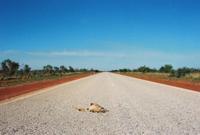 © Copyright Raphael Kessler - Australia - Wallaby 21