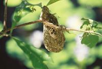 © Copyright - Raphael Kessler 2011 - Kakadu - Weaverbird Nest
