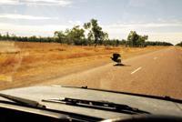 © Copyright Raphael Kessler - Australia - Wedge tail