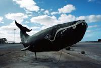 © Copyright Raphael Kessler - Australia - Whale