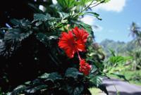 © Copyright - Raphael Kessler 2011 - Cook Islands - Rarotonga - Red hibiscus flower