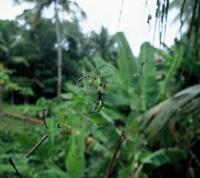 © Copyright Raphael Kessler  - Fiji - spider