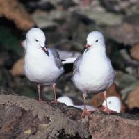 © Copyright Raphael Kessler - New Zealand - Birdy