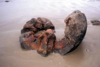 © Copyright Raphael Kessler 2011 - New Zealand - Moeraki Boulders - cracked open