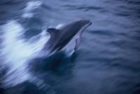 © Copyright Raphael Kessler - New Zealand - Dusky Dolphin