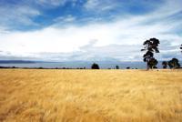 © Copyright - Raphael Kessler 2011 - New Zealand - Field