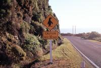 © Copyright Raphael Kessler 2011 - New Zealand - Otago Peninsula - Penguin sign
