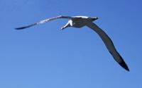© Copyright Raphael Kessler - New Zealand - Royalalbatross