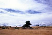 © Copyright Raphael Kessler - New Zealand - Sheep
