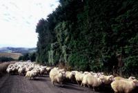 © Copyright Raphael Kessler 2011 - New Zealand - Otago Peninsula - Sheep on the road
