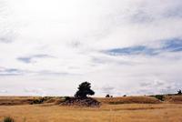 © Copyright - Raphael Kessler 2011 - New Zealand - Sheep