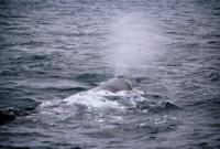© Copyright Raphael Kessler - New Zealand - Whaleblowing