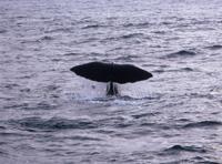 © Copyright Raphael Kessler 2011 - New Zealand - Kaikoura - Sperm whale tail