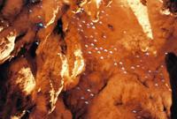 © Copyright Raphael Kessler - New Zealand - Wormcave