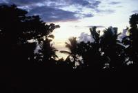 © Copyright - Raphael Kessler 2011 - Niue - Sunset amongst the palms