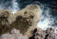 © Copyright - Raphael Kessler 2011 - Tonga - Suicide pig on the rocks