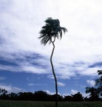 © Copyright - Raphael Kessler 2011 - Tonga - Allegedly the world's only remaining twin headed palm tree
