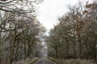 © Copyright Raphael Kessler - Random - Essex Frost 2012 1