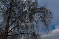 © Copyright Raphael Kessler - Random - Essex Frost 2012 2