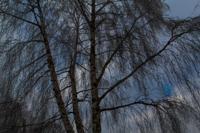 © Copyright Raphael Kessler - Random - Essex Frost 2012 3