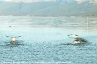 © Copyright - Raphael Kessler 2011 - Argentina - Ushuaia - Albatross