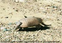 © Copyright - Raphael Kessler 2011 - Argentina - Peninsula Valdez - Armadillo