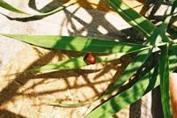 © Copyright Raphael Kessler - Argentina - Bug