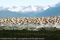 © Copyright Raphael Kessler - Argentina - Cormorant Nests