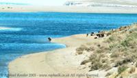 © Copyright Raphael Kessler - Argentina - Cows On Beach