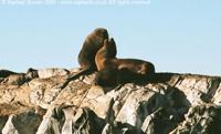 © Copyright - Raphael Kessler 2011 - Argentina - Ushuaia - Seals