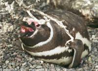 © Copyright Raphael Kessler - Argentina - Hungry