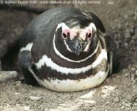 © Copyright - Raphael Kessler 2011 - Argentina - Peninsula Valdez - penguin