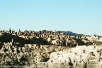 © Copyright - Raphael Kessler 2011 - Argentina - Ushuaia - Magellan penguins